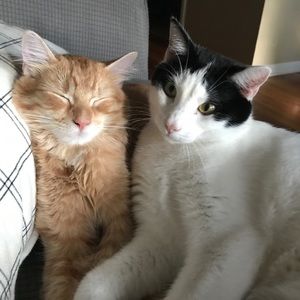 Meet your Posher, Laura